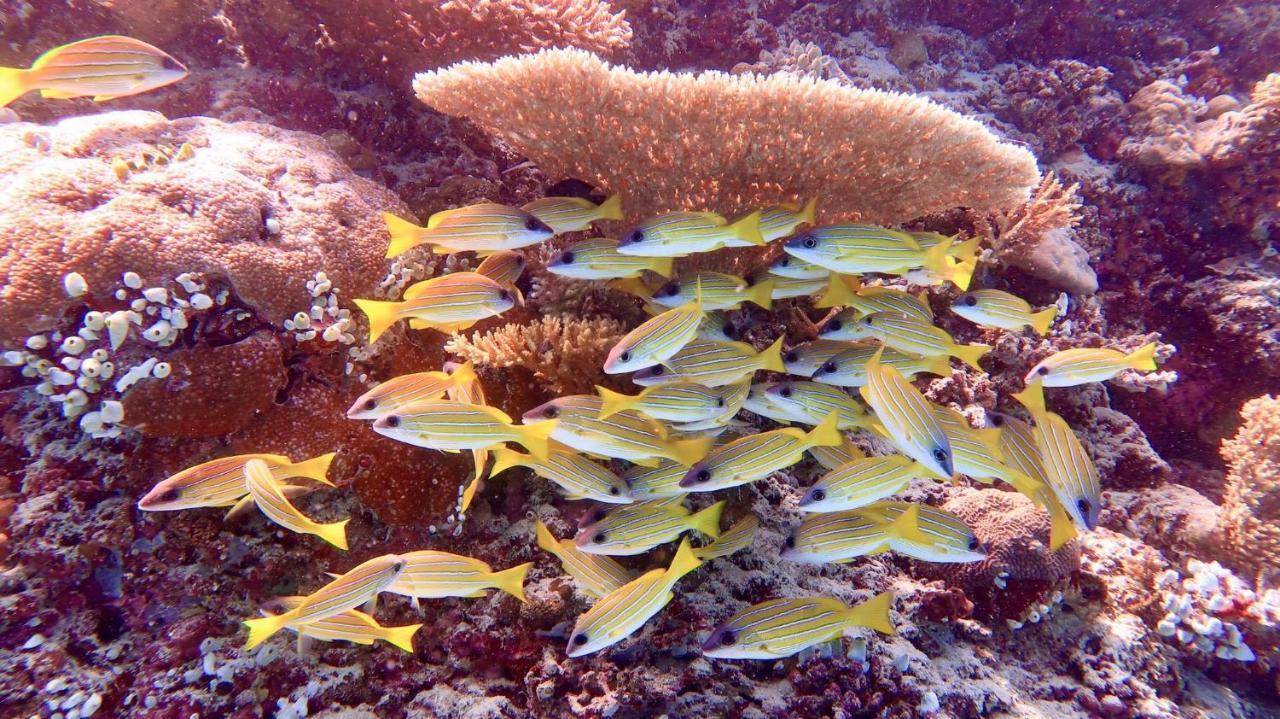 Wow Inn Keyodhoo Keyodhoo  Eksteriør billede